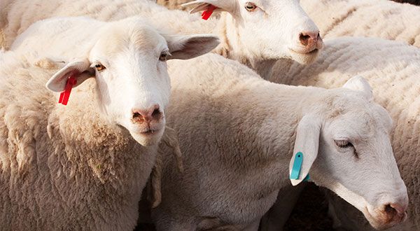 santé animale élevage ovins